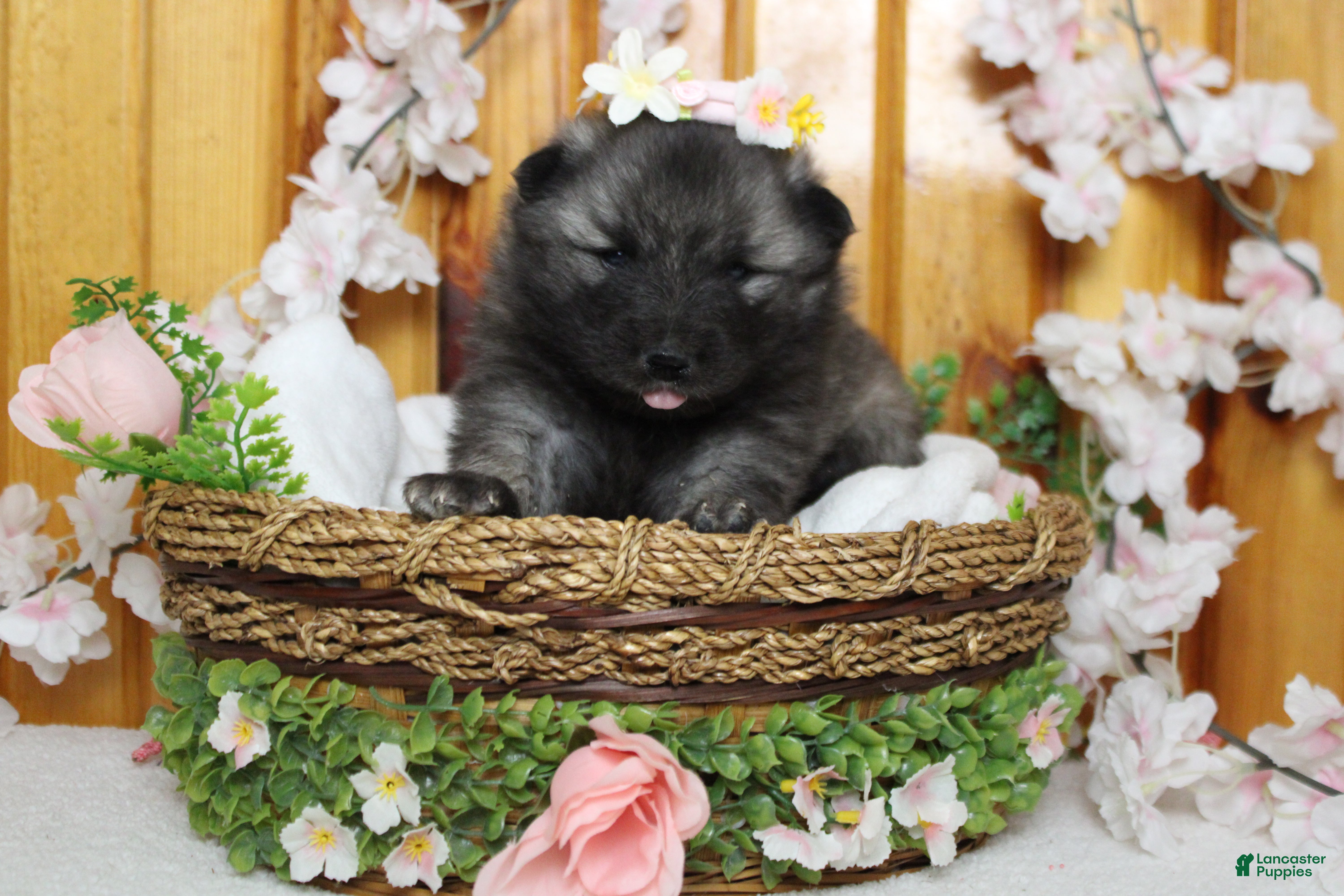 Keeshond dogs Louise  - Ad 10