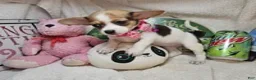 Chihuahua dogs for sale: Audrianna (Tri-color) - Ad 3