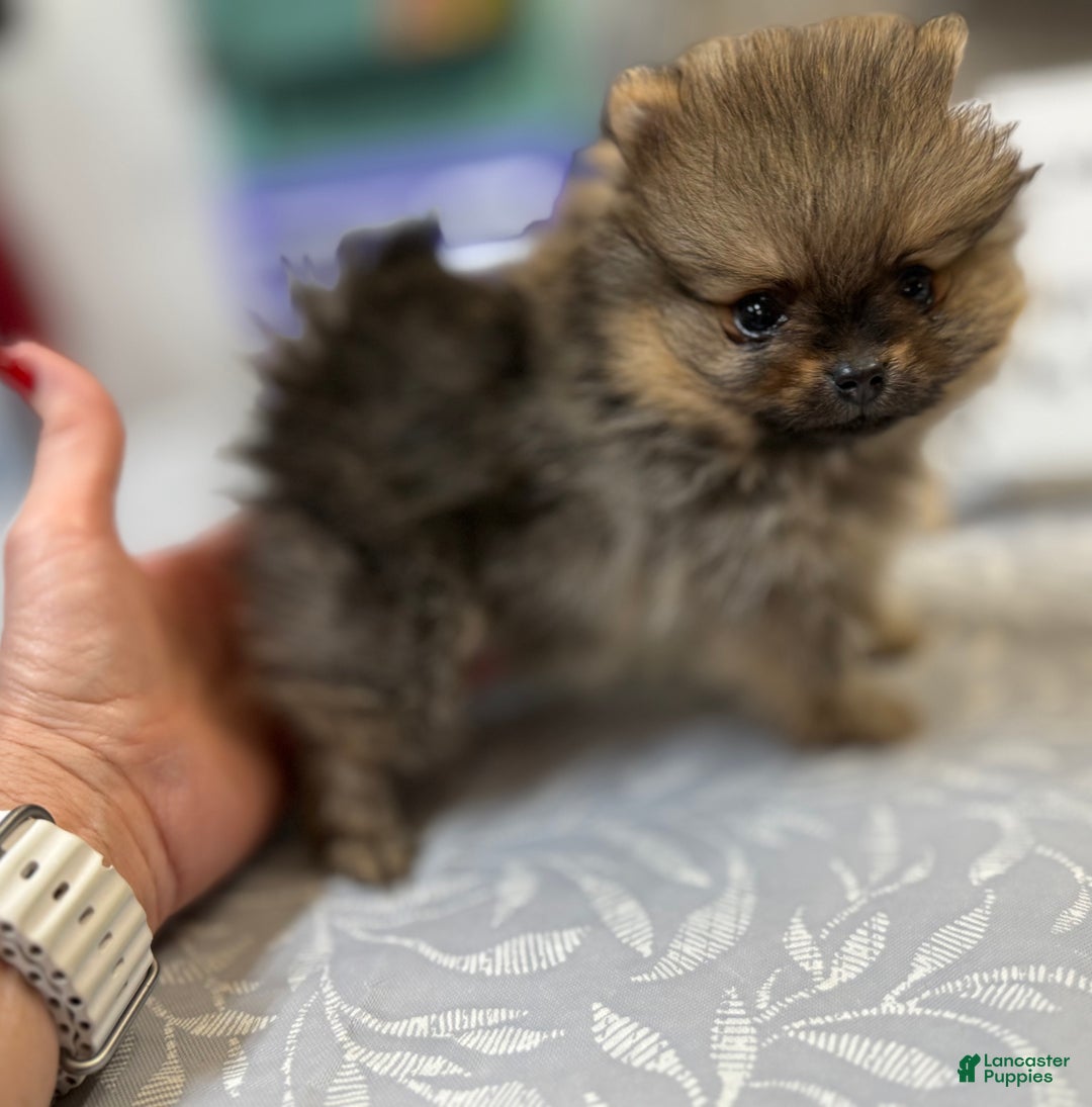 Pomeranian dogs for sale: Tiny ROCKET MAN - Ad 2