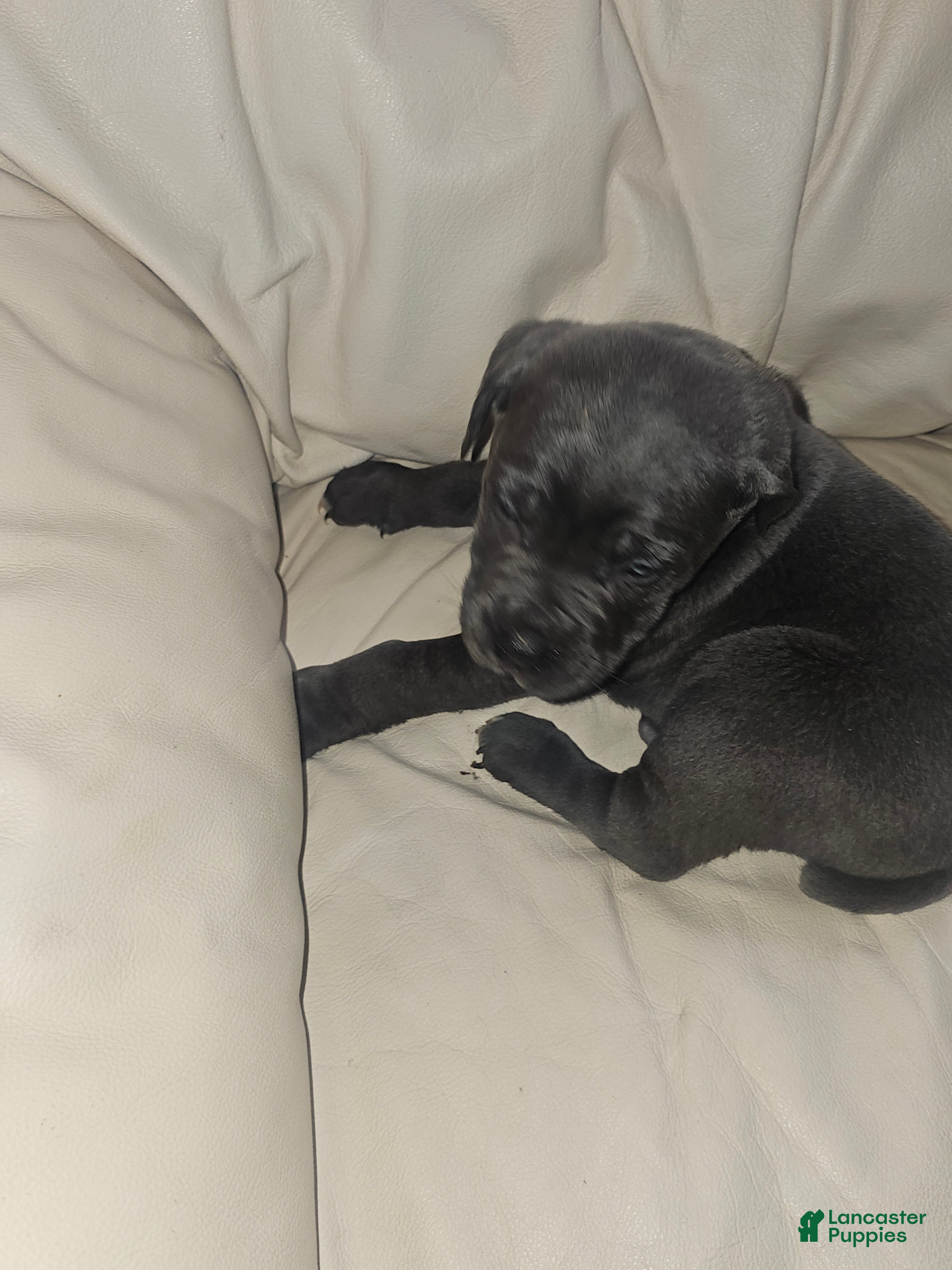 Cane Corso dogs Cane Corso Puppy 4 - Ad 8