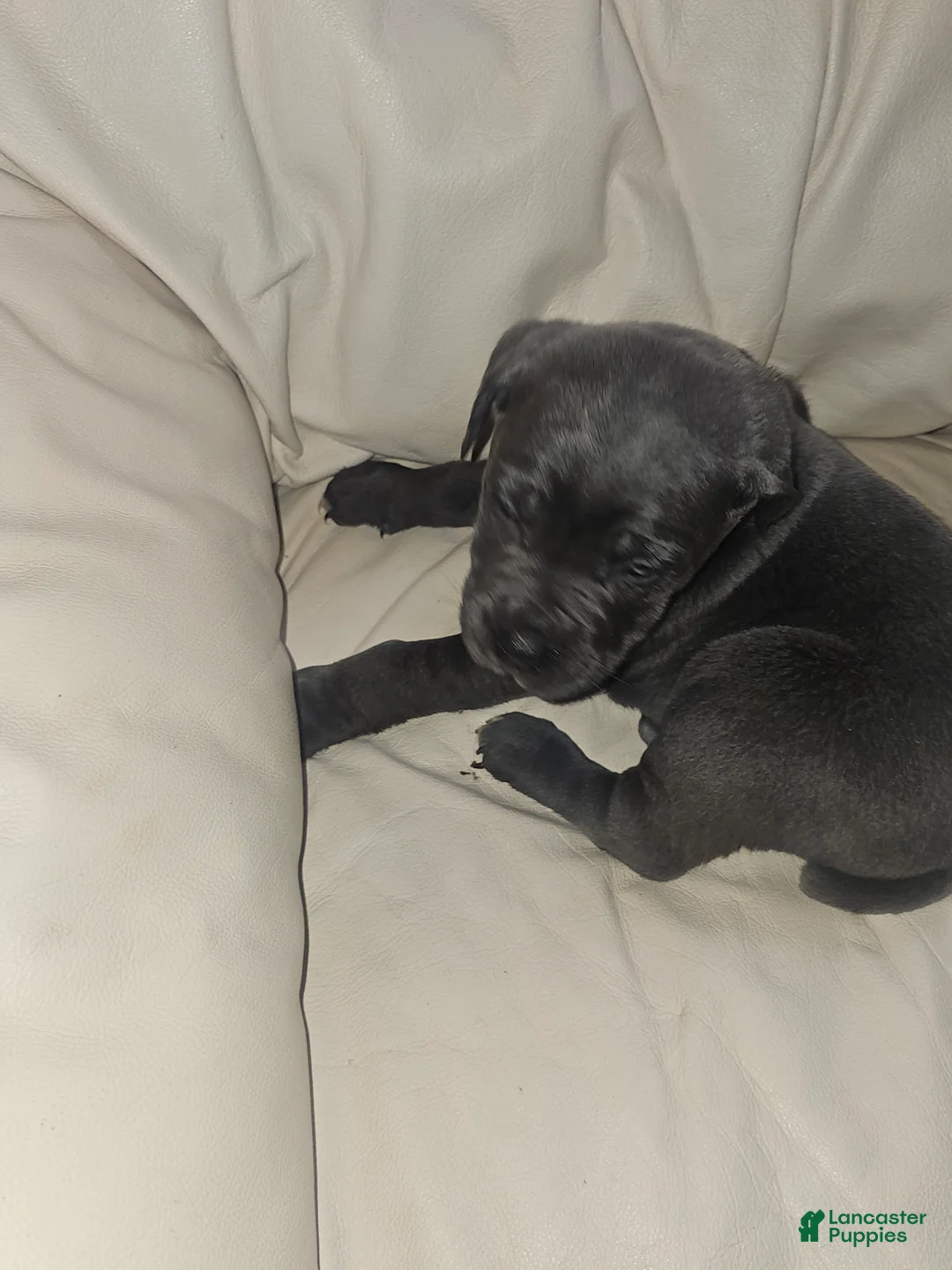 Cane Corso dogs for sale: Cane Corso Puppy 4 - Ad 1