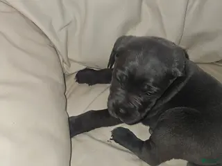 Cane Corso dogs Cane Corso Puppy 4 - Ad 8
