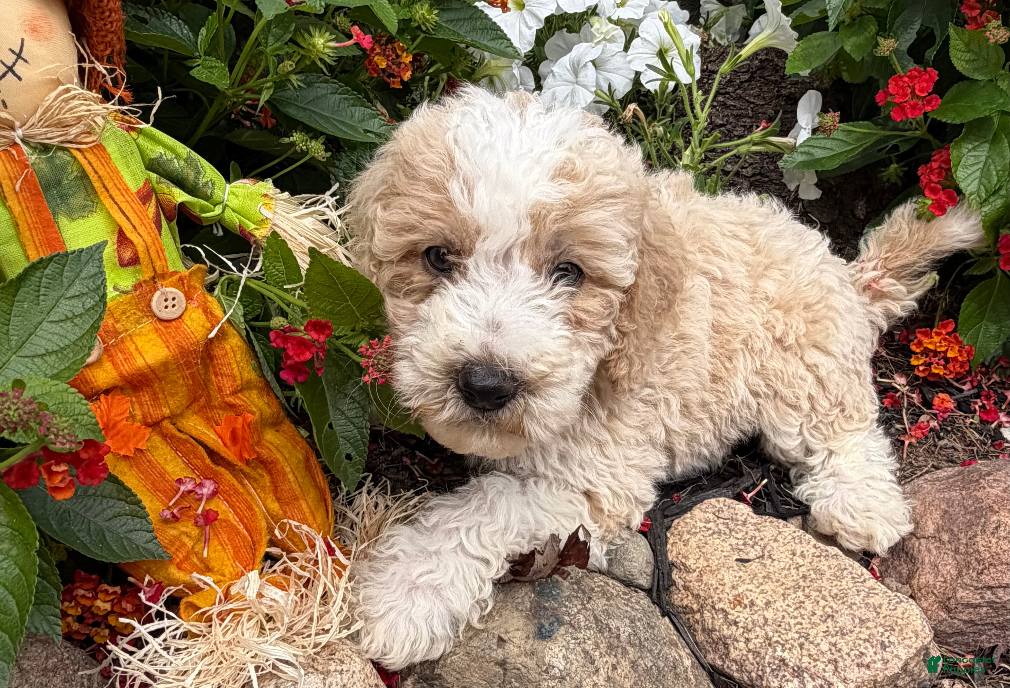 Miniature Poodle dogs Toby - Ad 2