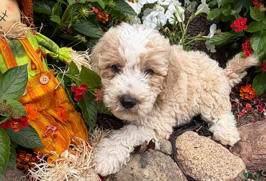 Miniature Poodle dogs for sale: Toby - Ad 2