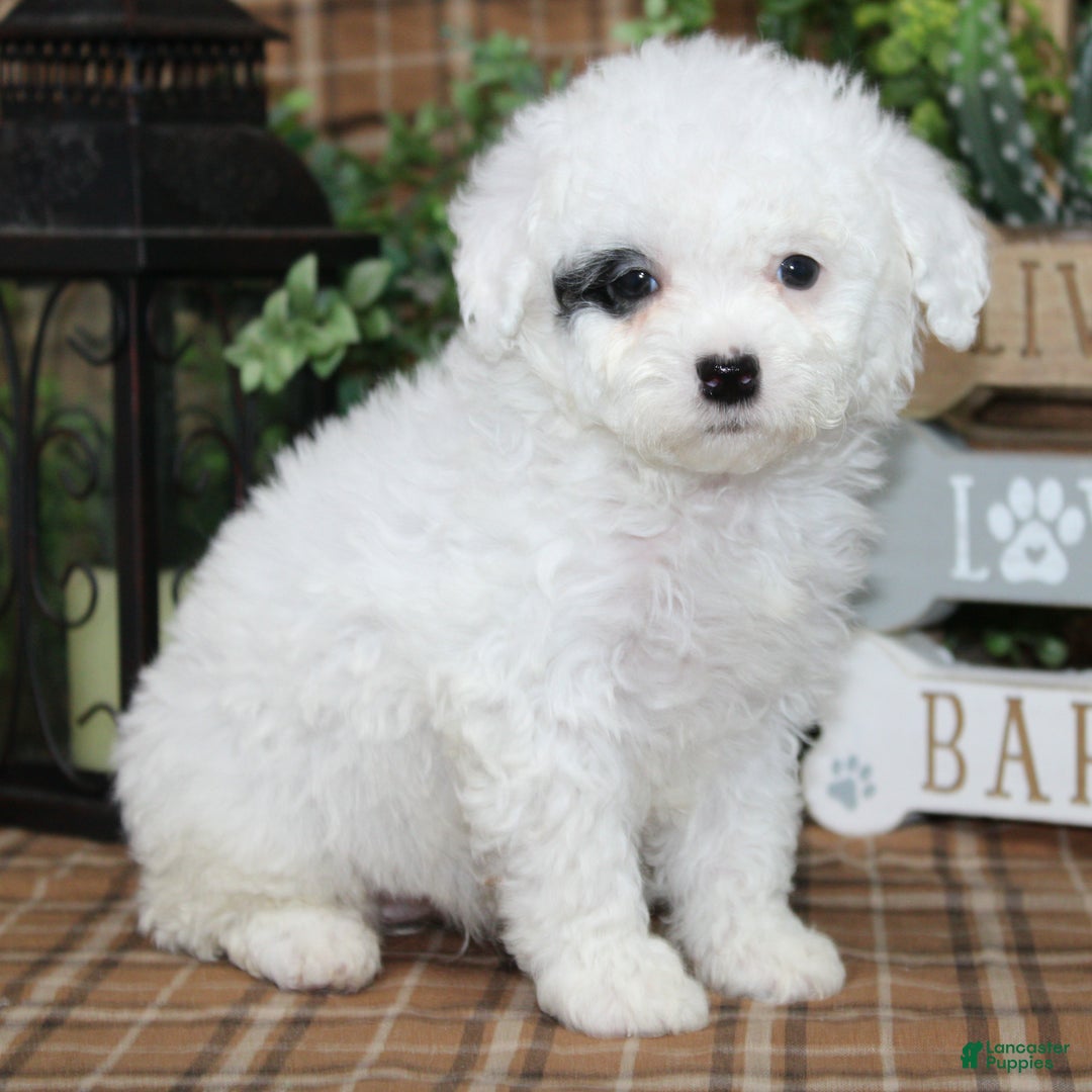 Sheepadoodle dogs for sale: Zelda - Ad 2