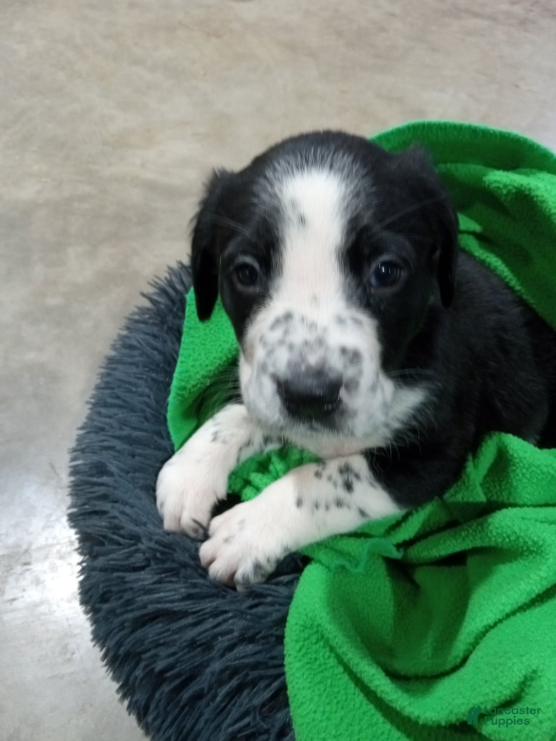 Mixed Breed dogs for sale: Dora - Ad 1