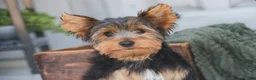 Yorkshire Terrier dogs for sale: Teddy - Ad 8