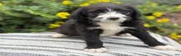 Mixed Breed dogs for sale: Gertie - Ad 5