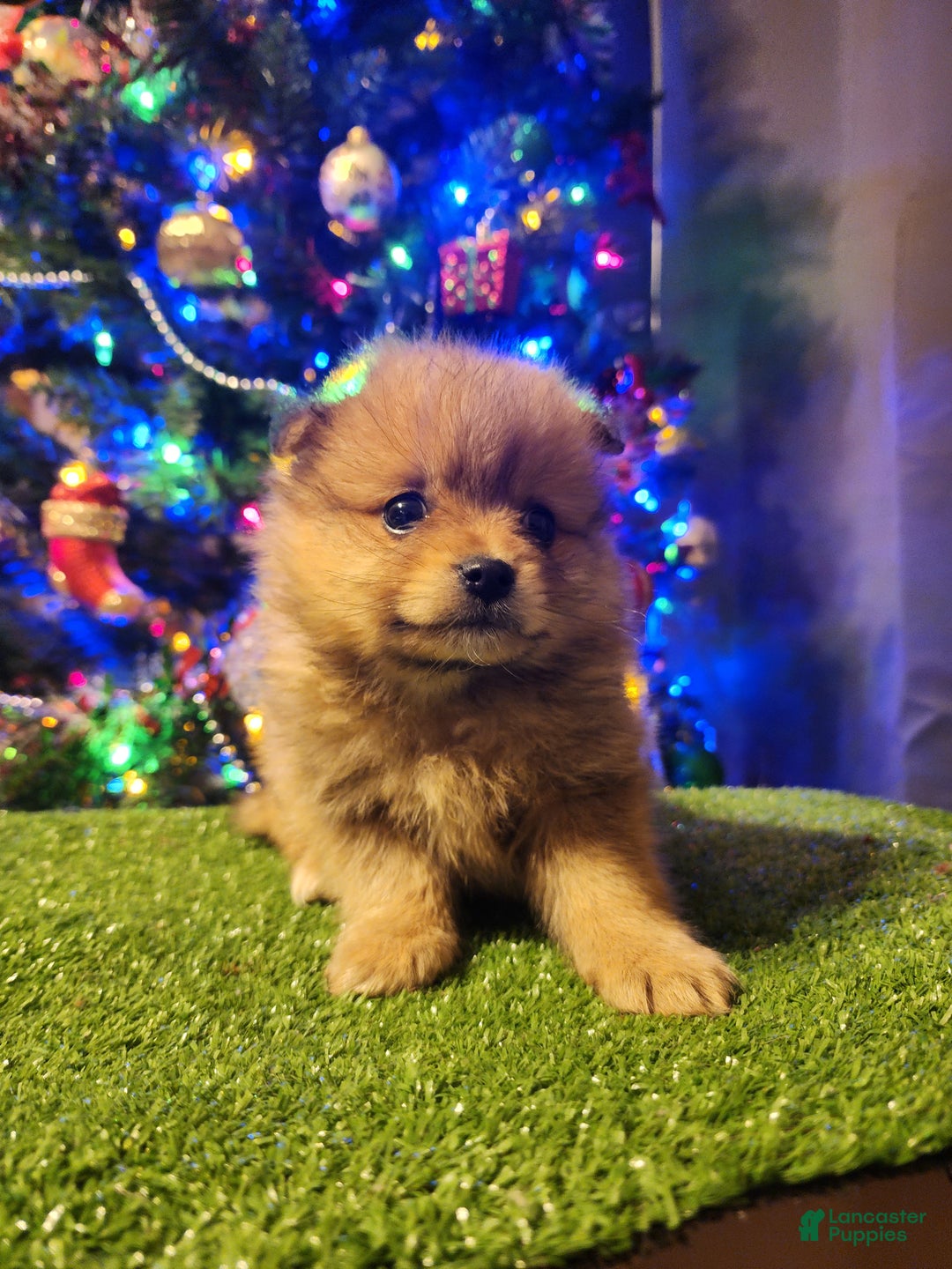 Pomeranian dogs for sale: Gizmo - Ad 6