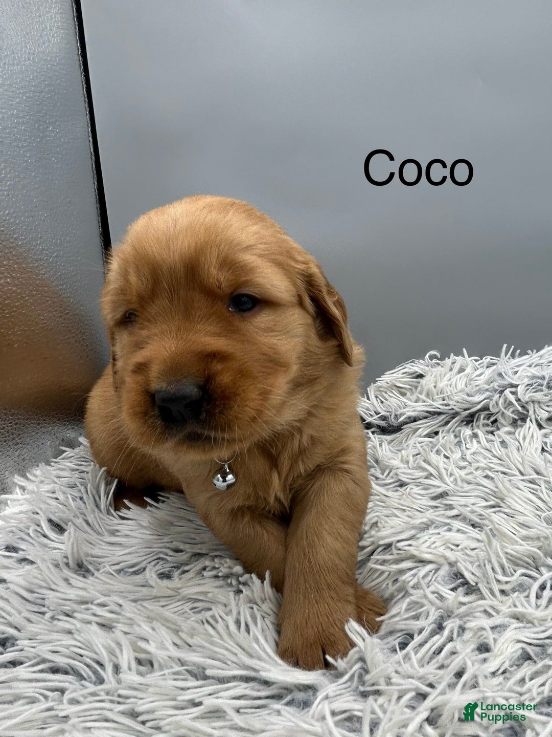 Golden Retriever dogs for sale: Golden Retriever Puppy -Coco - Ad 4