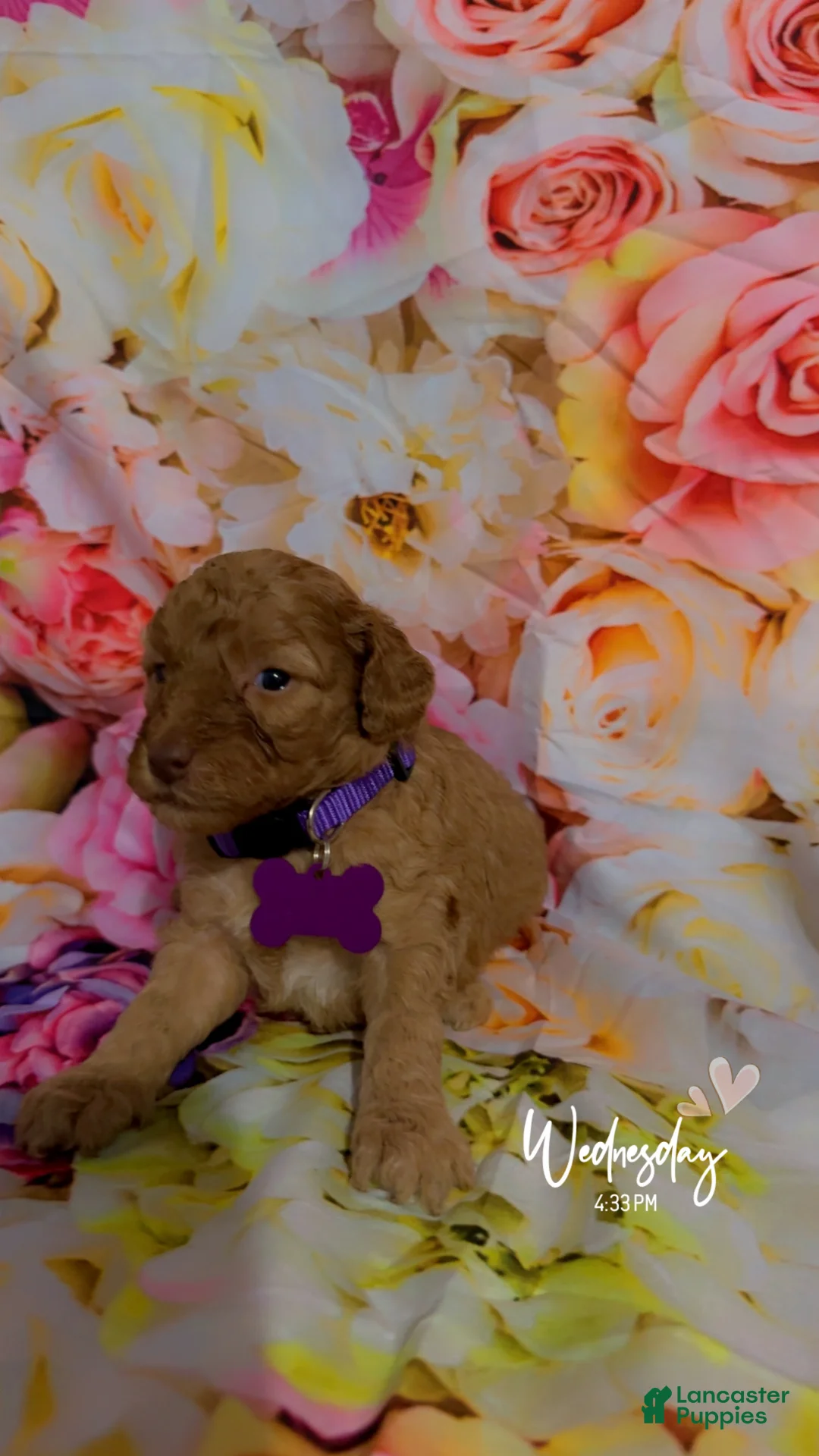 Mini Goldendoodle dogs for sale:  Puppy 2 - Ad 2