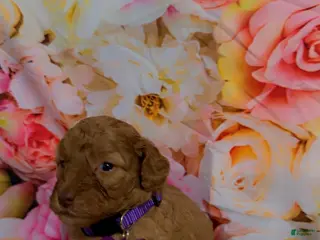 Mini Goldendoodle dogs Puppy 2 - Ad 36