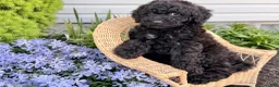 Shihpoo dogs for sale: Russell - Ad 4