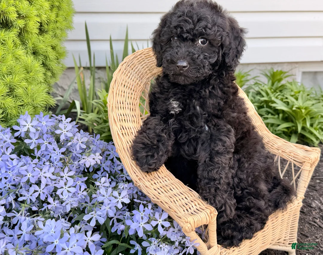 Shihpoo dogs for sale: Russell - Ad 4