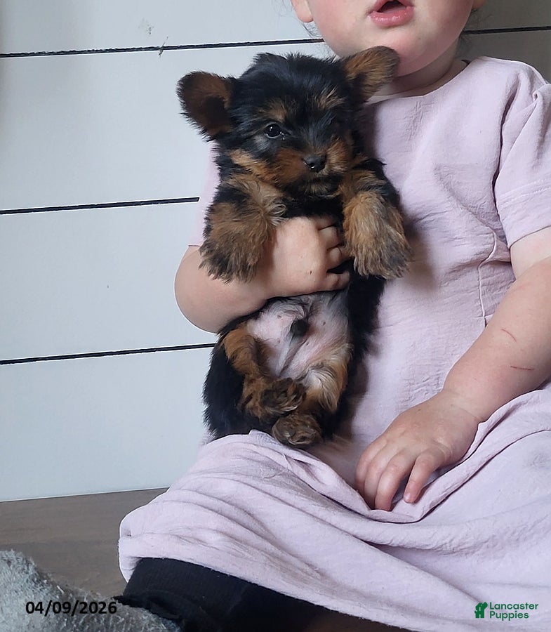 Yorkshire Terrier dogs Biscuit - Ad 1