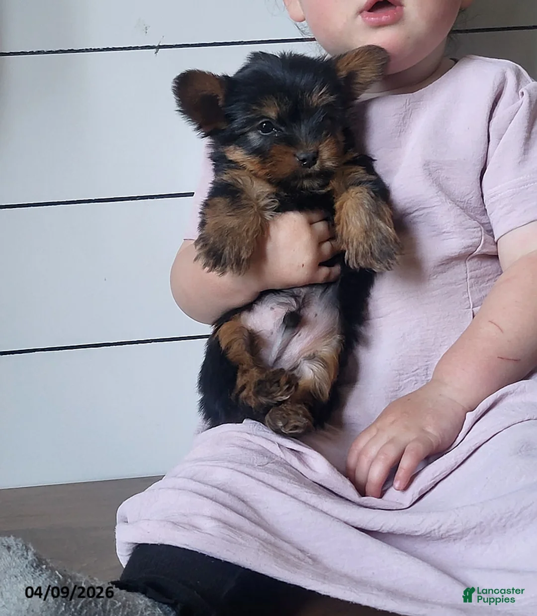 Yorkshire Terrier dogs for sale: Biscuit - Ad 1
