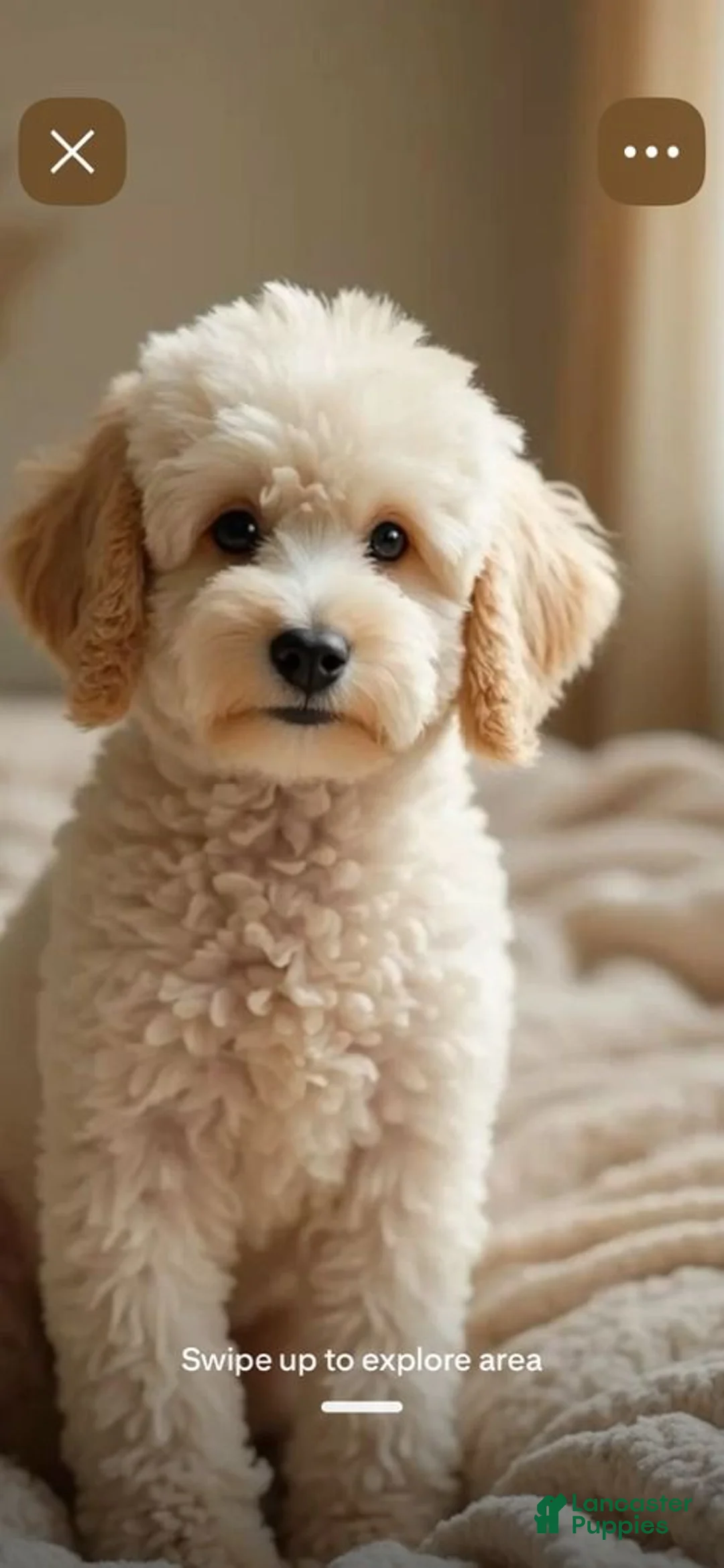 Yorkiepoo dogs for sale: Rachel - Ad 3