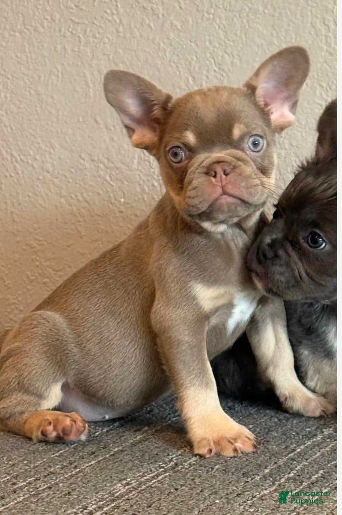 French Bulldog dogs COCO - Isabella Princess in LA, CA - Delivery & Financing Options! - Ad 42