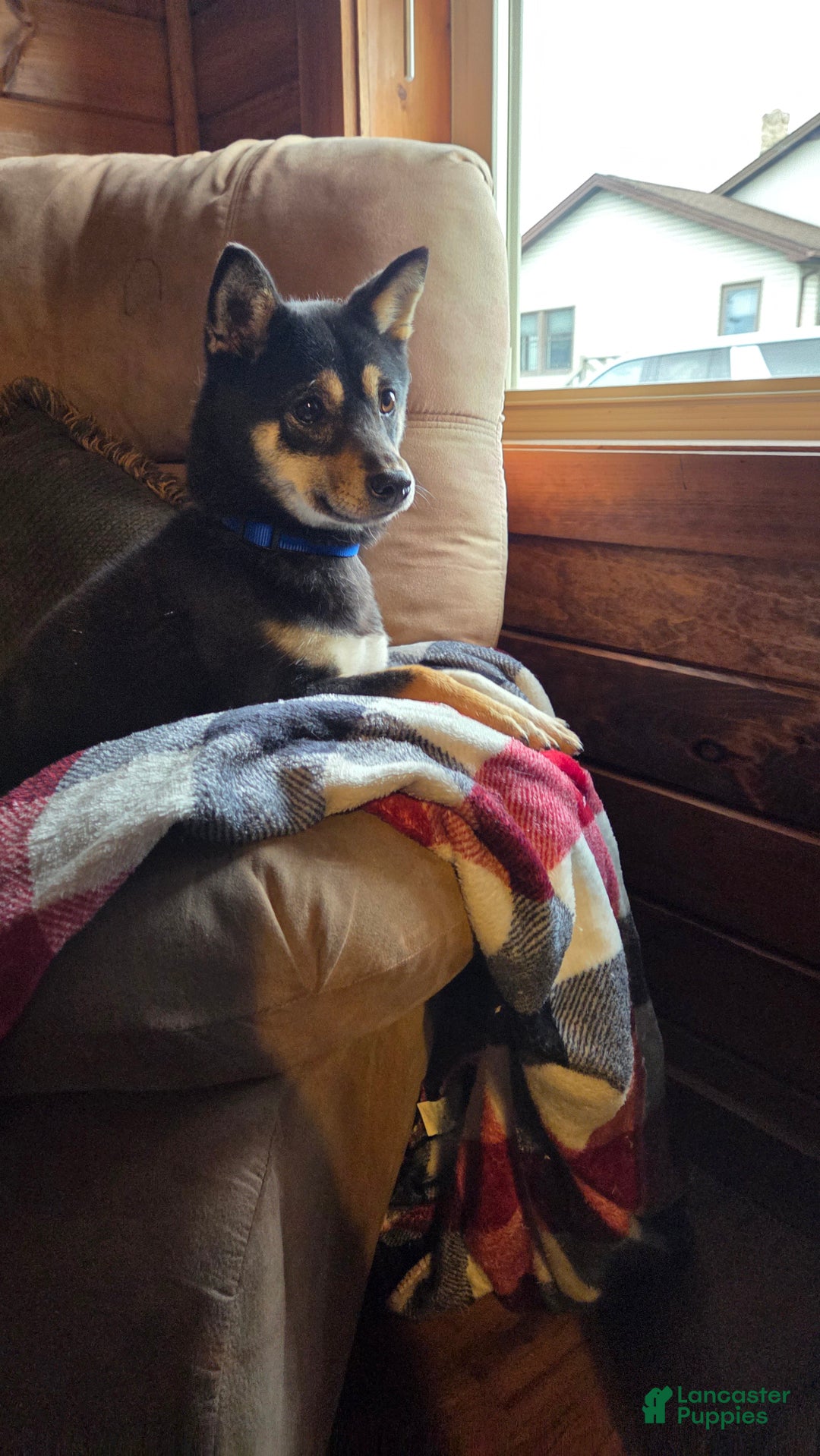 Shiba Inu dogs for sale: Shiba Inu Puppy 1 - Ad 11