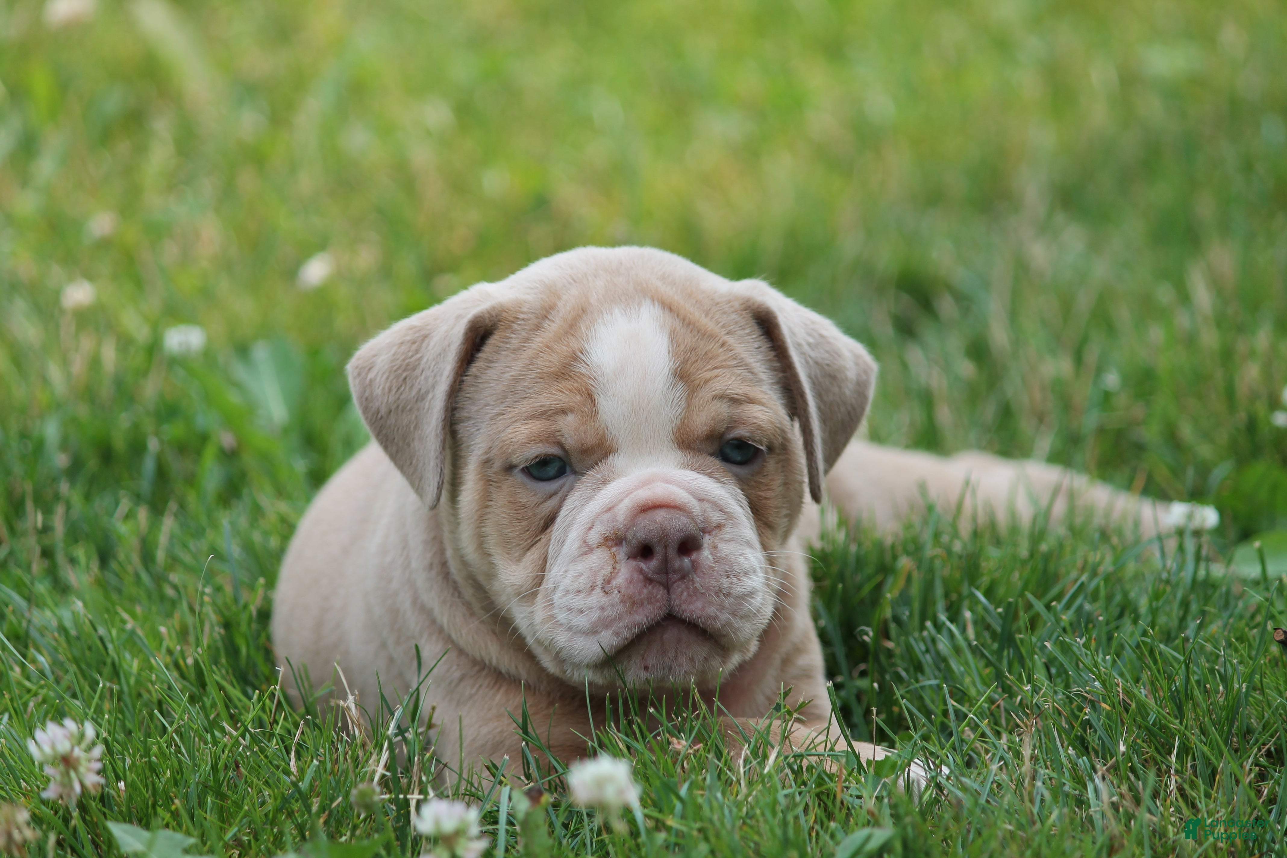 Olde English Bulldogge dogs for sale: Bluegates STELLA - Ad 2