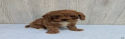 Cavapoo dogs for sale: Arnold - Ad 5