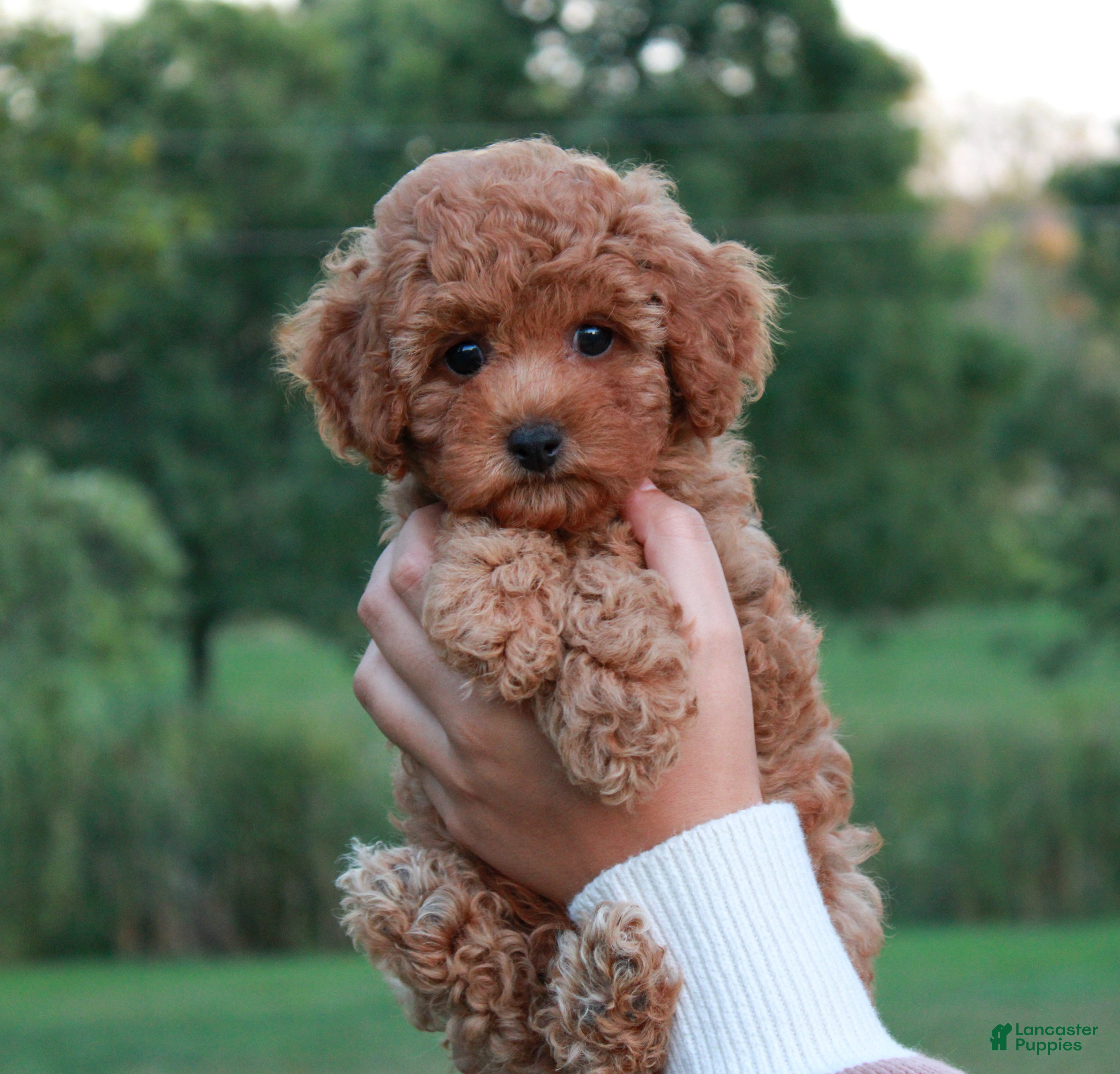 Cavapoo dogs Junipuff - Ad 35