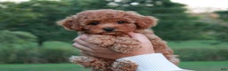 Cavapoo dogs for sale: Junipuff - Ad 1
