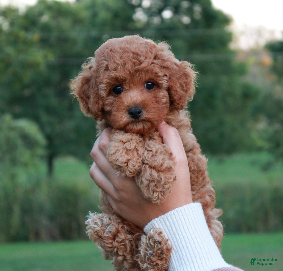 Cavapoo dogs for sale: Junipuff - Ad 1