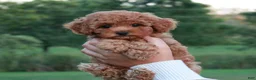 Cavapoo dogs for sale: Junipuff - Ad 1