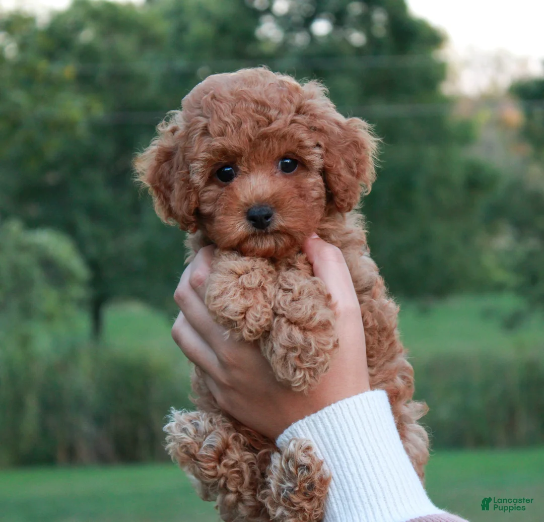 Cavapoo dogs for sale: Junipuff - Ad 1