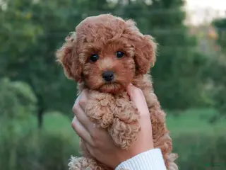 Cavapoo dogs Junipuff - Ad 7