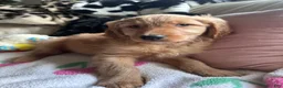 Mixed Breed dogs for sale: Emo - Ad 3