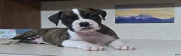Boxer dogs for sale: Dallas - Ad 4