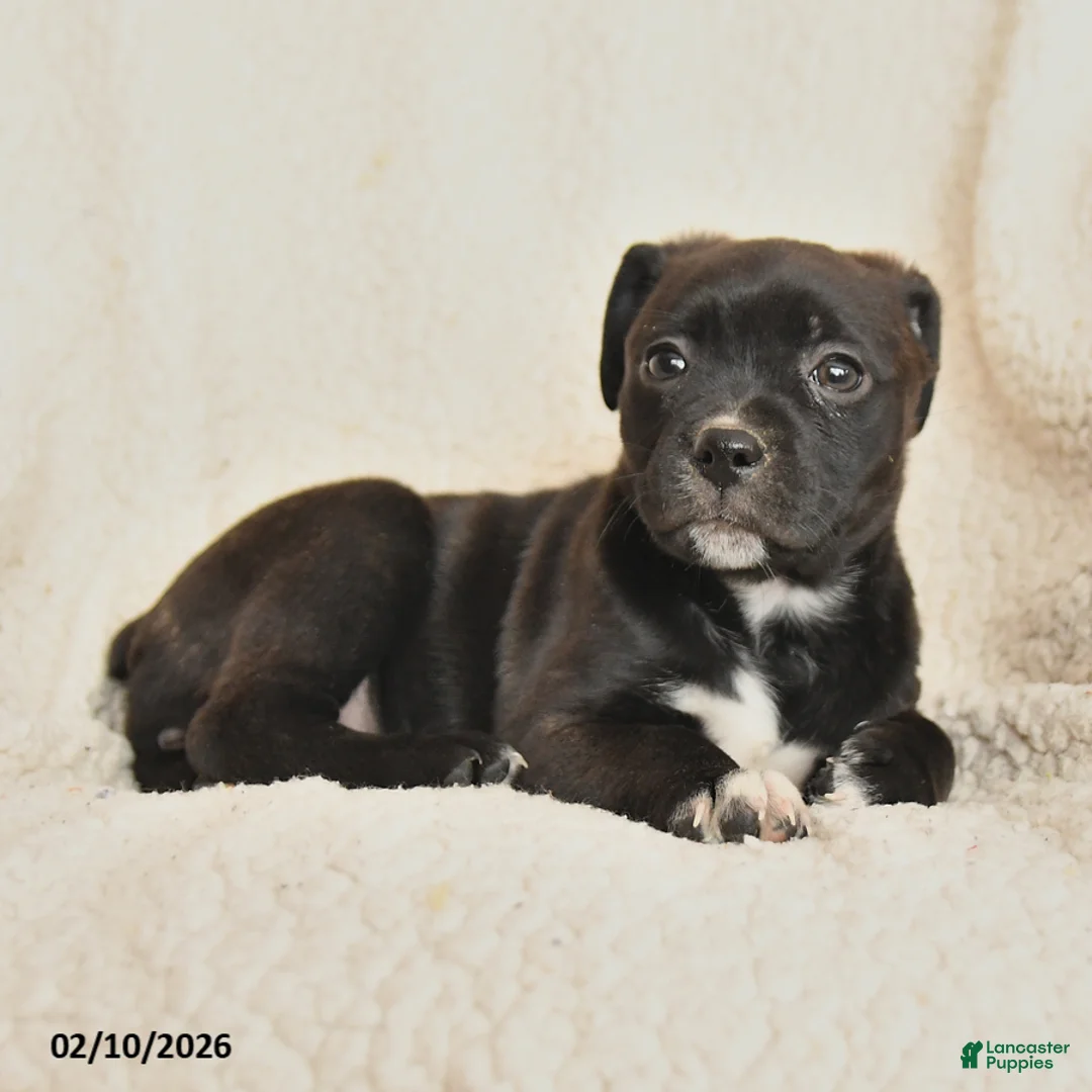 Mixed Breed dogs for sale: Milly - Ad 2