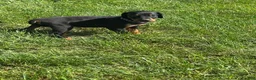 Doberman Pinscher dogs for sale: Doberman Pinscher 1 - Ad 4