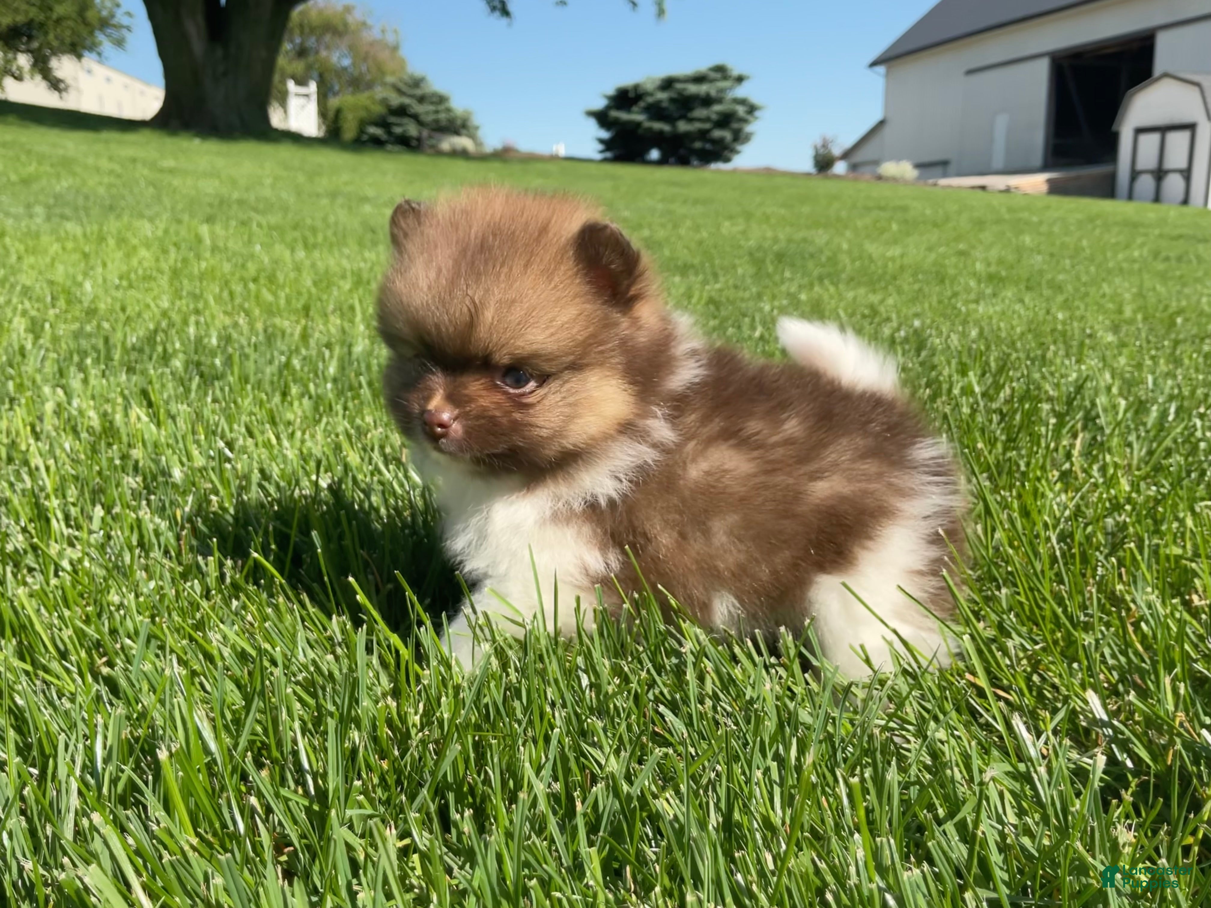 Pomeranian dogs (AKC) Buster - Ad 2