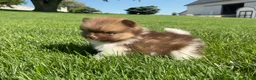 Pomeranian dogs for sale: (AKC) Buster - Ad 2