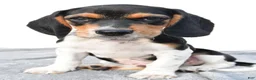 Beagle dogs for sale: Adam - Ad 1