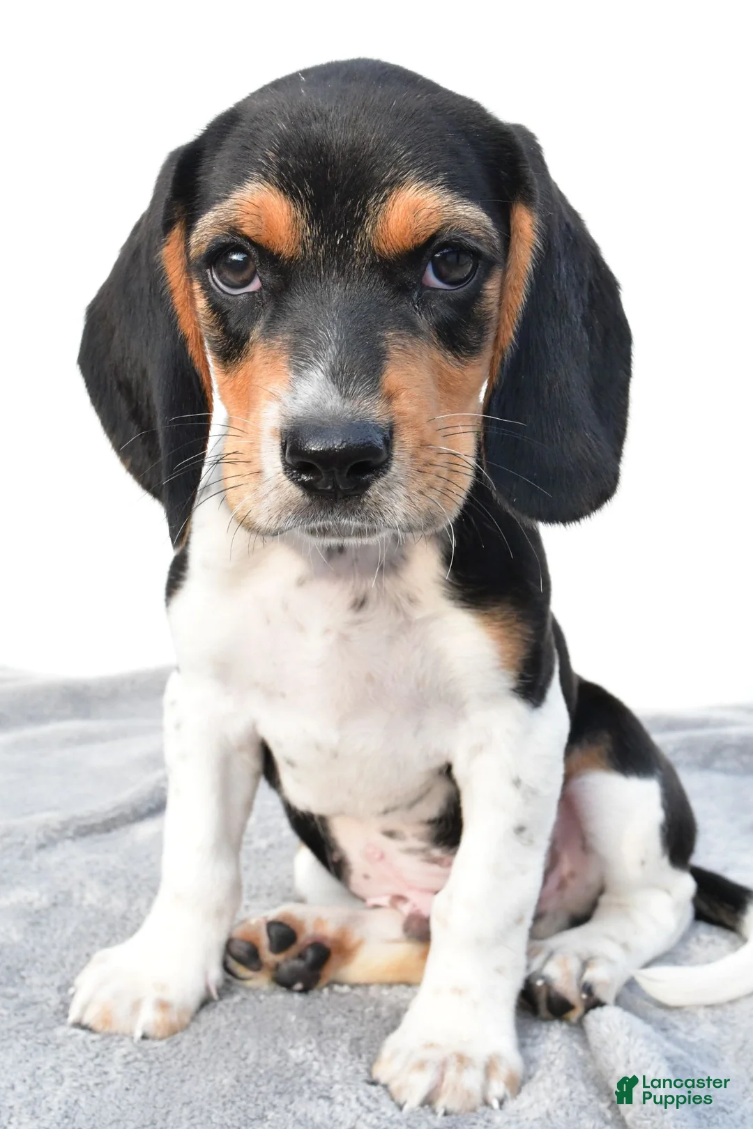 Beagle dogs for sale: Adam - Ad 1