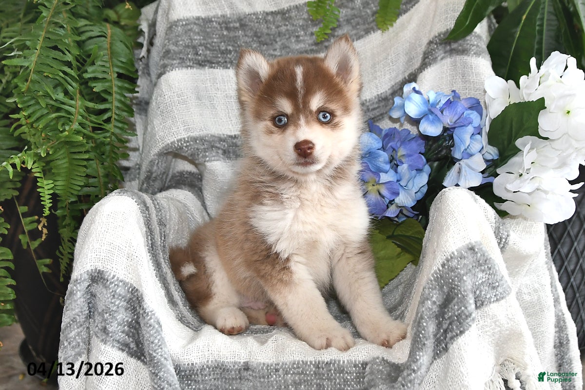 Pomsky dogs Sun Kiss - Ad 1