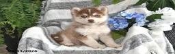 Pomsky dogs for sale: Sun Kiss - Ad 1