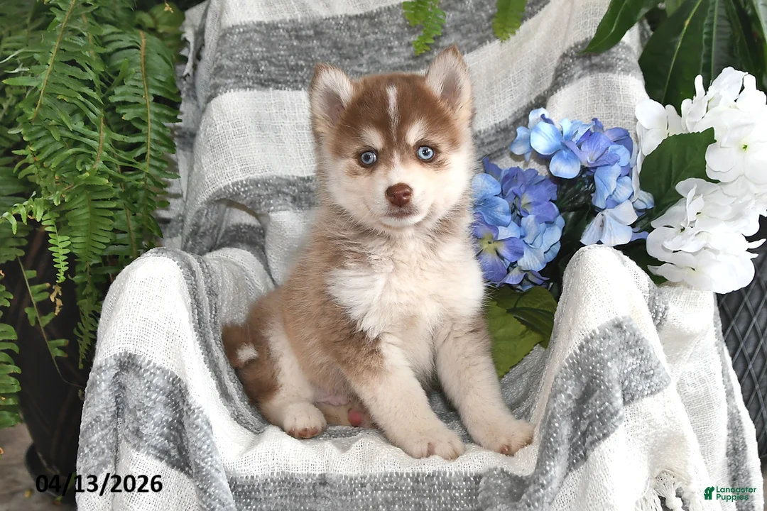 Pomsky dogs for sale: Sun Kiss - Ad 1