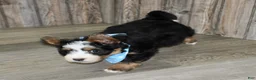 Mini Bernedoodle dogs for sale: Loki  - Ad 4