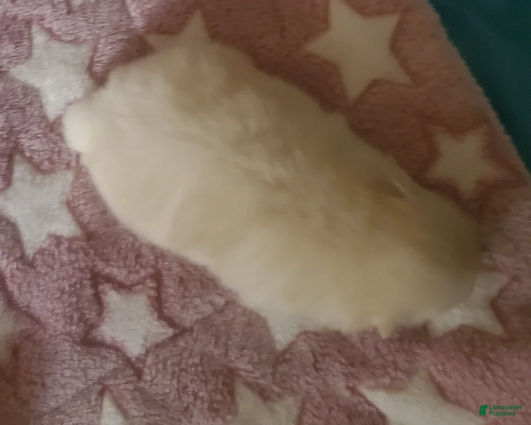 Pomeranian dogs for sale: Pomeranian Puppy 2 - Ad 2