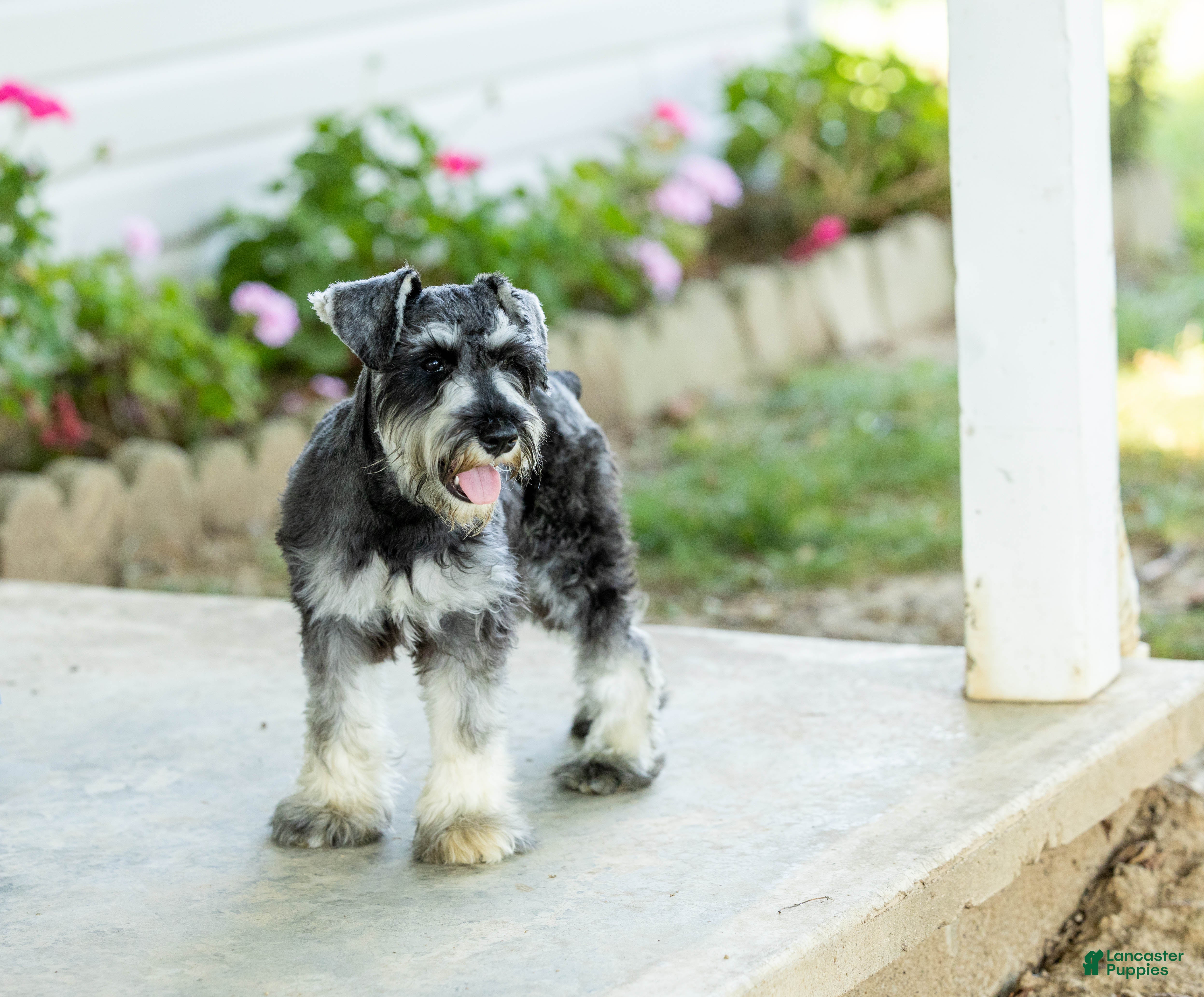 Miniature Schnauzer dogs Farris - Ad 1