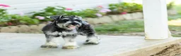 Miniature Schnauzer dogs for sale: Farris - Ad 1