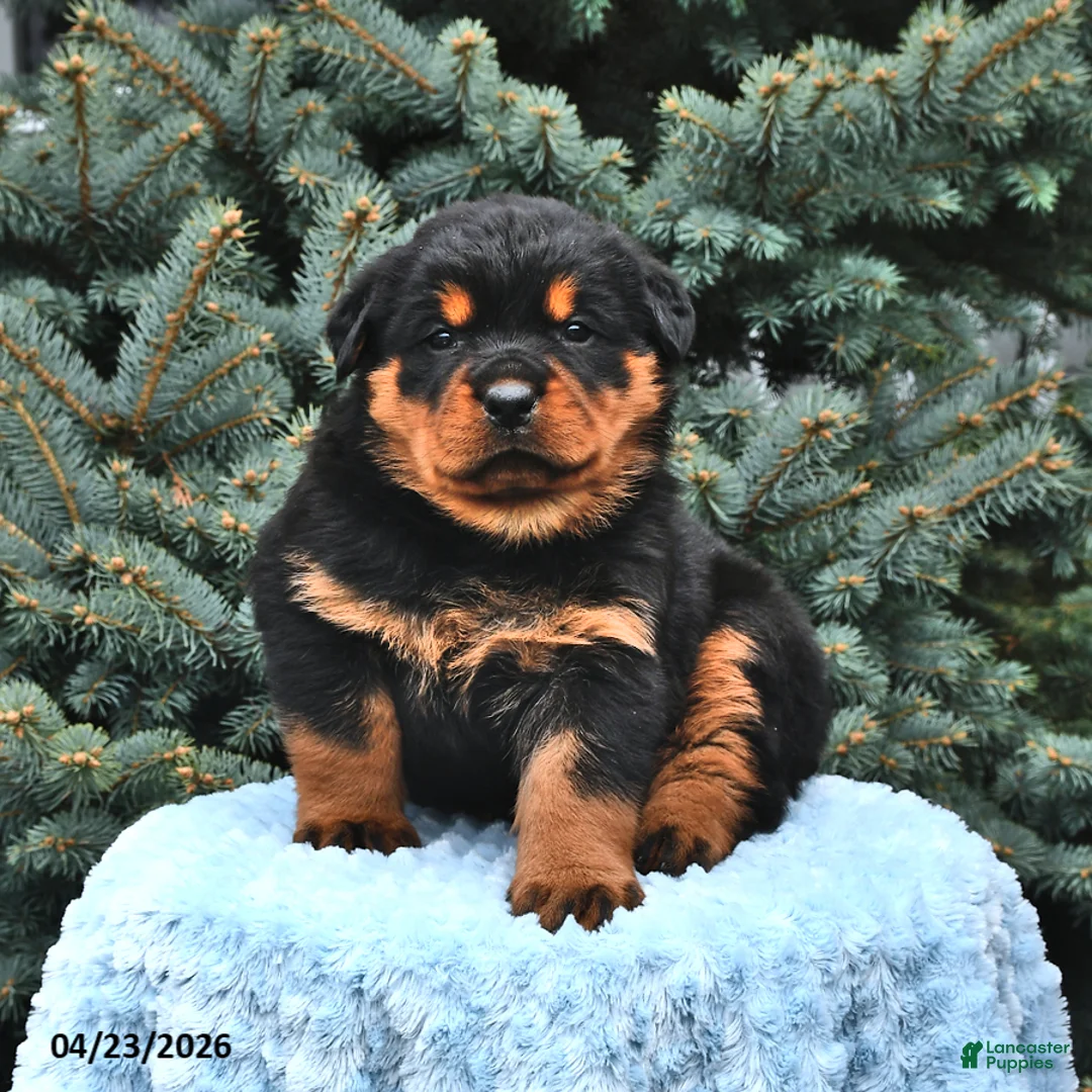 Rottweiler dogs for sale: Bear - Ad 1