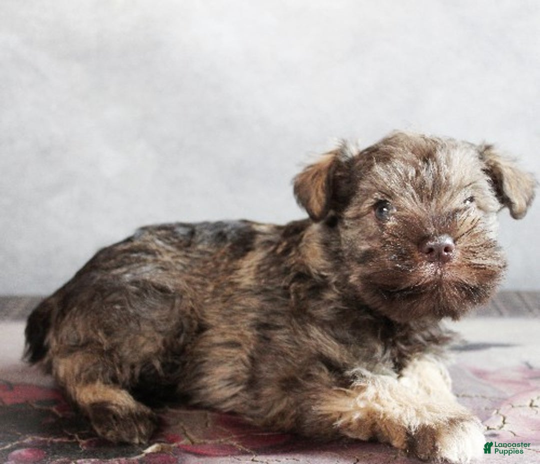 Miniature Schnauzer dogs for sale: Felix - Ad 4