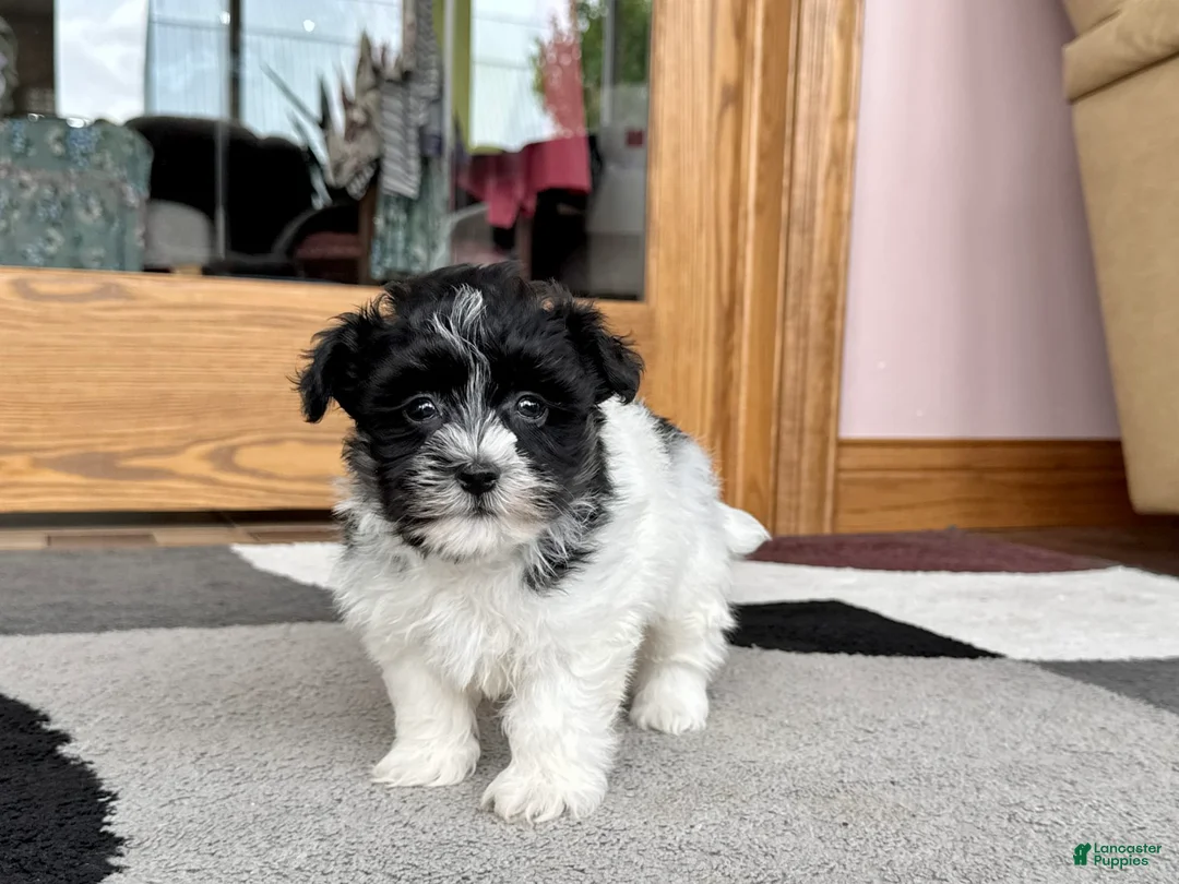 Havanese dogs for sale: Jared - Ad 3