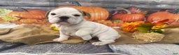 English Bulldog dogs for sale: Snow white - Ad 6